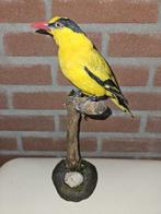 Chinese wielewaal Taxidermie volledige montage - Oriolus, Verzamelen, Dierenverzamelingen, Nieuw