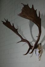Abnormal Fallow Buck Trophy Schedel - Dama dama - 50 cm - 70, Verzamelen, Nieuw