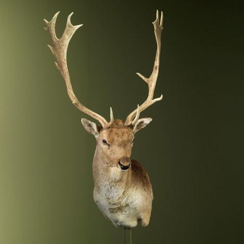Damhert Taxidermie Opgezette Dieren By Max, Verzamelen, Dierenverzamelingen, Opgezet dier, Nieuw, Wild dier, Ophalen of Verzenden