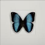 Papillon Support de corps entier pour taxidermie - Morpho