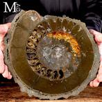 Zeldzame ammoniet Speetoniceras Versicolor –