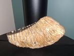 Wolharige mammoet - Fossiele kies - 20 cm - 12 cm, Verzamelen, Mineralen en Fossielen