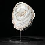 Wonderlijke grote plak versteend hout op een op maat