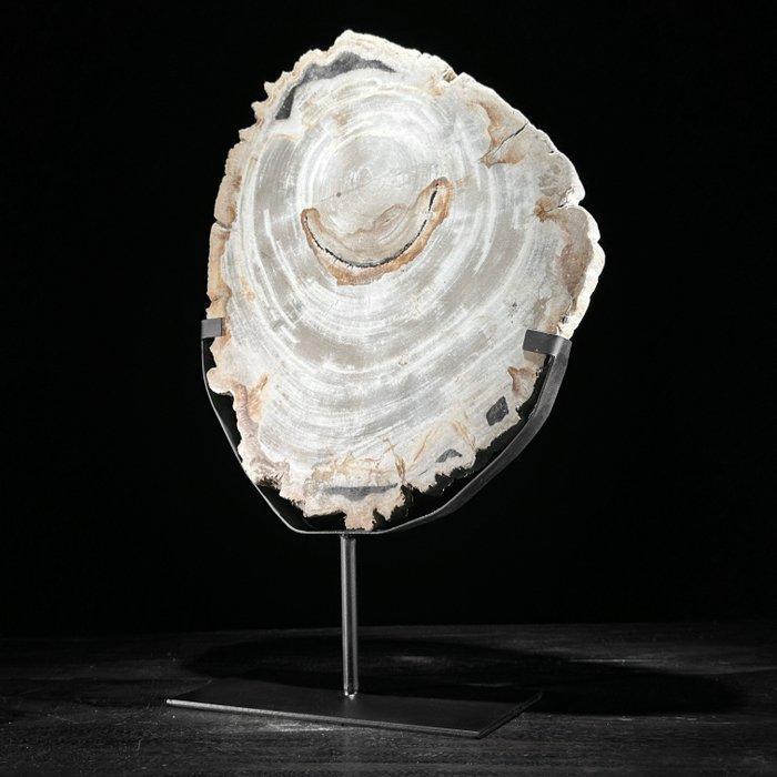 Wonderlijke grote plak versteend hout op een op maat, Antiquités & Art, Art | Objets design