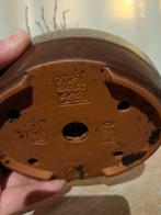 potentilla fruticosa bonsai in bonsaischaal - Hoogte (boom):