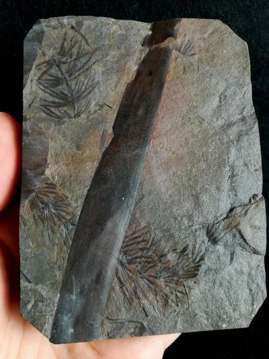 Fossiele plant met uitzonderlijke preservatie!! -, Verzamelen, Mineralen en Fossielen