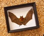 Painted Vesper Bat - framed Taxidermie volledige montage -