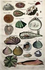 Matthäus Merian (b1593) Hand coloured folio, Marine Life: