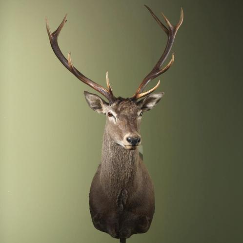 Edelhert Taxidermie Opgezette Dieren By Max, Verzamelen, Dierenverzamelingen, Opgezet dier, Nieuw, Wild dier, Ophalen of Verzenden