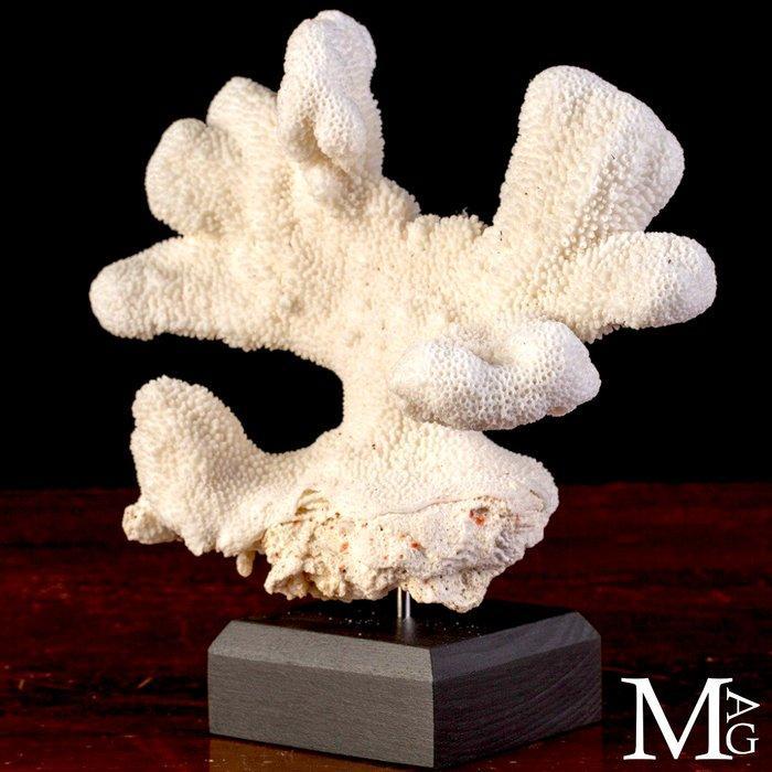 Grote witte koraal op decoratieve sokkel - Koraal -, Antiek en Kunst, Curiosa en Brocante