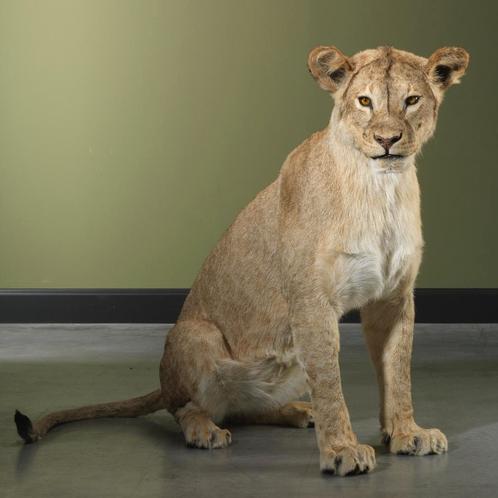 Leeuw Subadult Zittend Taxidermie Opgezette Dieren By Max, Verzamelen, Dierenverzamelingen, Opgezet dier, Nieuw, Wild dier, Ophalen of Verzenden