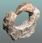 Dent de dinosaure comme point focal - Dent fossile -