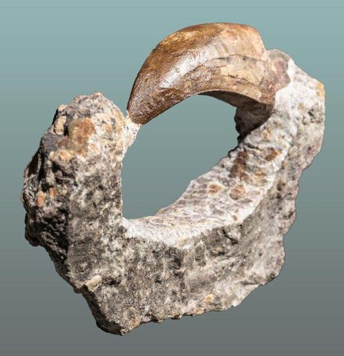 Dent de dinosaure comme point focal - Dent fossile -, Verzamelen, Mineralen en Fossielen