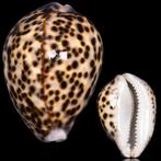 Cypraea Tigris Pardalis – Couleur spéciale - 90mm., Nieuw