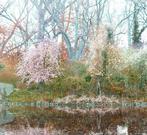 Mariska Karto - Reflection in pink and light, Antiek en Kunst