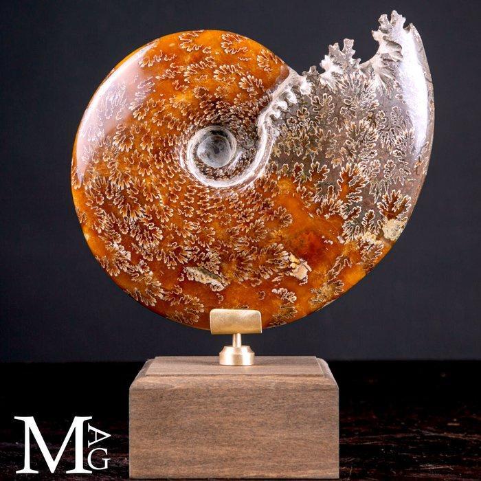 Cleoniceras fossiel – Reis door zee, tijd en ontwerp -, Antiek en Kunst, Curiosa en Brocante