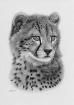 Schu - Cheetah cub