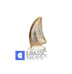 Topzeldzaam Acheroraptor temertyorum (Dromaeosauride Raptor