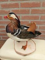 Manderijn eend Taxidermie volledige montage - Aix, Nieuw