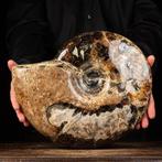 Ammonite rare avec des reflets opalescents rouges, orange,