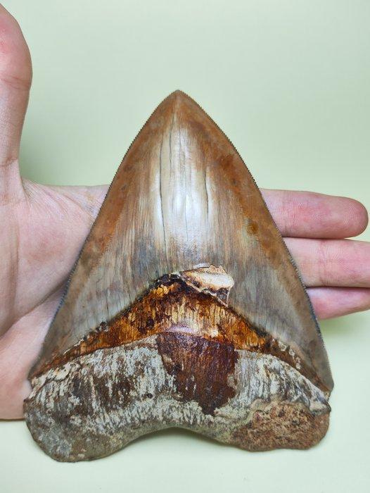 Megalodon - Fossiele tand - Otodus megalodon - 13.25 cm -, Verzamelen, Mineralen en Fossielen