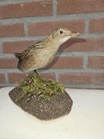 Europese kwartelkoning Taxidermie volledige montage - Crex, Verzamelen, Nieuw