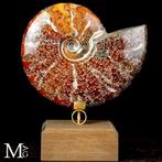 Goede kwaliteit ammoniet Cleoniceras fossiel ammoniet op, Antiek en Kunst