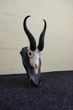 Springbok Crâne - Antidorcas marsupialis - 0 cm - 0 cm - 0, Antiek en Kunst