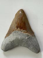 Megalodon tand 8,3 cm - Fossiele tand - Carcharocles