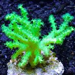 Sinularia Asterolobata (Vingerleder Koraal) Ultra Groen M (O, Dieren en Toebehoren, Vissen | Aquariumvissen