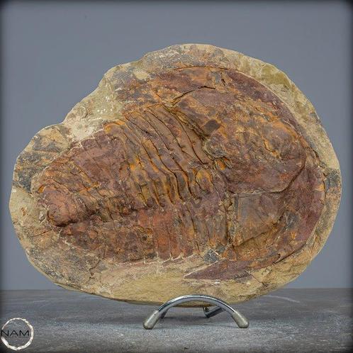 Fossiel van een grote trilobiet - Hollardops mesocristata,, Verzamelen, Mineralen en Fossielen
