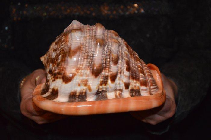 Zeeslak Zeeschelp - S-16 CASSIS RUFA (Zonder Minimumprijs), Verzamelen, Dierenverzamelingen