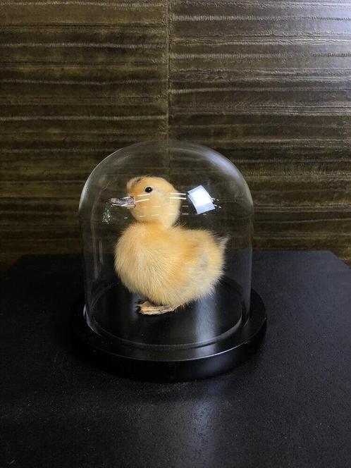 Geel Eendje in Stolp Taxidermie Opgezette Dieren By Max, Verzamelen, Dierenverzamelingen, Opgezet dier, Nieuw, Vogel, Ophalen of Verzenden