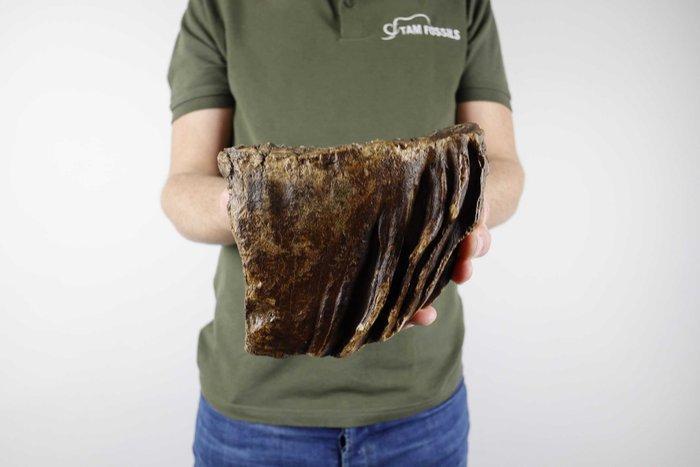 Wolharige mammoet - Fossiele kies - Mammuthus primigenius, Verzamelen, Mineralen en Fossielen