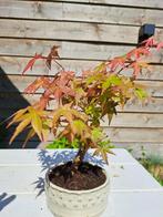 Japanese maple bonsai (Acer palmatum) - Hauteur (arbre) : 25