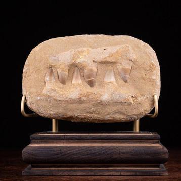 Section de mâchoire fossile de Mosasaurus > Dents Support de