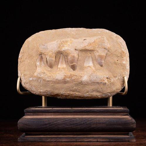 Section de mâchoire fossile de Mosasaurus > Dents Support de, Verzamelen, Dierenverzamelingen