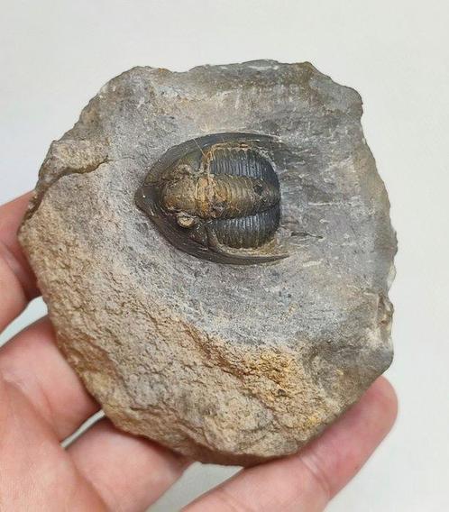 Gefossiliseerd dier - Linda Trilobite Diademaproetus, Verzamelen, Mineralen en Fossielen