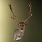 Damhert Taxidermie Opgezette Dieren By Max, Ophalen of Verzenden, Nieuw, Wild dier, Opgezet dier
