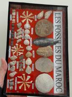 Fossielen verzameling - trilobiet, orthoceras, ammoniet,