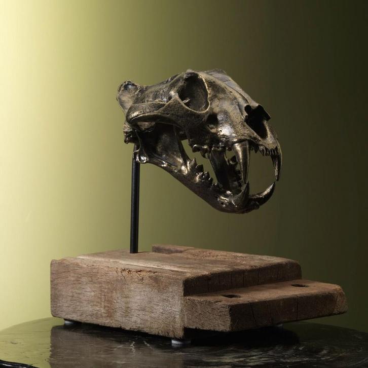 Tijger Schedel Replica Taxidermie Opgezette Dieren By Max, Verzamelen, Dierenverzamelingen, Opgezet dier, Nieuw, Wild dier, Ophalen of Verzenden