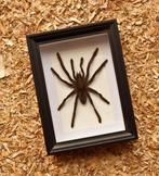 Schorpioen Taxidermie volledige montage - Scorpion, Verzamelen, Nieuw