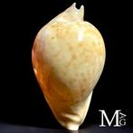 Verzamel schelp - familie Cypraeidae Zeeschelp - Umbilia, Verzamelen, Nieuw