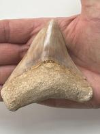 Megalodon tand 9,2 cm - Fossiele tand - Carcharocles, Verzamelen, Mineralen en Fossielen
