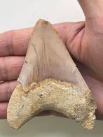Dent de mégalodon 9,9 cm - Dent fossile - Carcharocles