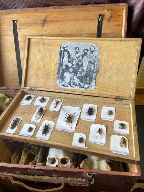 Valise Expédition Scientifique Sciences Naturelles Support, Verzamelen, Dierenverzamelingen