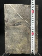 Fossiel - Fossiele matrix - Saurichthys - 23.5 cm - 16 cm