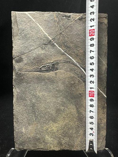 Fossiel - Fossiele matrix - Saurichthys - 23.5 cm - 16 cm, Verzamelen, Mineralen en Fossielen