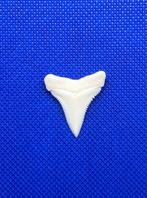 Witte haai Tand - Carcharodon carcharias - 29 mm - 24 mm - 2