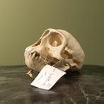 Huzaaraap Schedel Taxidermie Opgezette Dieren By Max, Ophalen of Verzenden, Nieuw, Wild dier, Opgezet dier